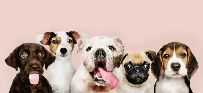 The Top 10 Dog Breeds Everyone Will Love most popular dog breeds