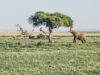 Experiencing the Amboseli National Park of Kenya