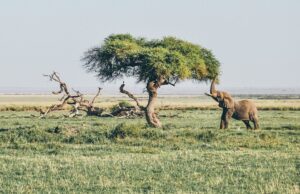 Experiencing the Amboseli National Park of Kenya