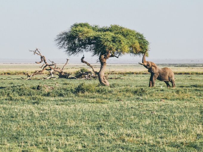Experiencing the Amboseli National Park of Kenya