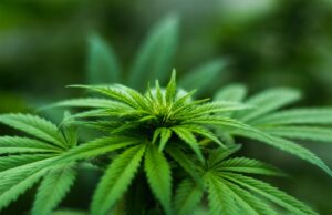 Cannabis and Concentration: Separating Myths from Realities for Students