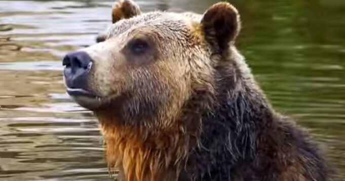 HORROR: Woman Found Dead in Montana Near Yellowstone National Park From Apparent Grizzly Bear Attack | The Gateway Pundit