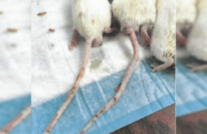 China-linked Bio Lab in Fresno Co, California Had Over 900 Mice “Genetically Engineered to Catch and Carry the Covid-19 Virus” | The Gateway Pundit