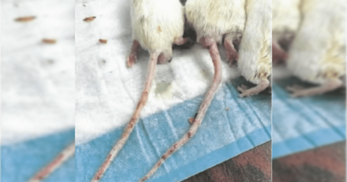 China-linked Bio Lab in Fresno Co, California Had Over 900 Mice “Genetically Engineered to Catch and Carry the Covid-19 Virus” | The Gateway Pundit