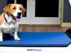 Best Dog Treadmills of 2023