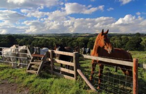 Top Destinations for Horse Riding in the UK