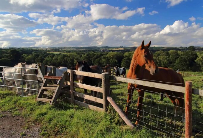 Top Destinations for Horse Riding in the UK