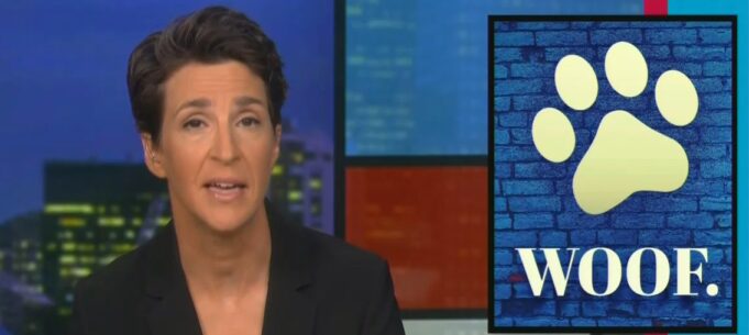 Rachel Maddow Crushes Trump’s Ego By Showing His Supporters Not Protesting For Him
