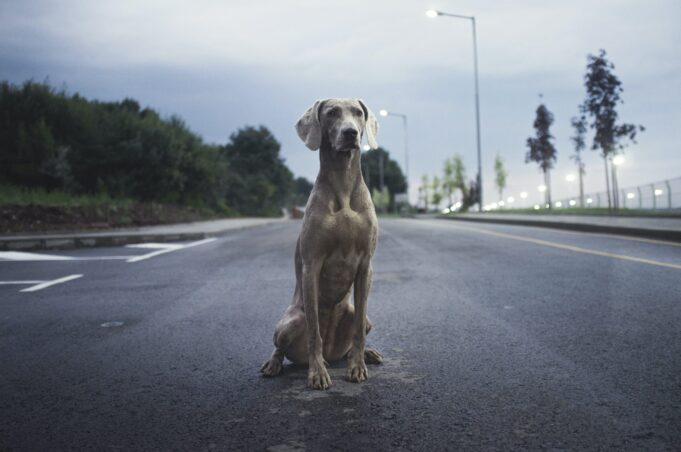 7 Top Pet Transportation Companies