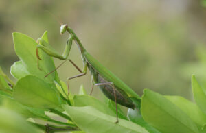 The Meaning of Crossing Paths With a Praying Mantis