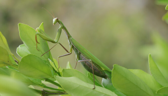 The Meaning of Crossing Paths With a Praying Mantis