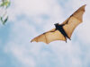 The Meaning of Seeing a Bat Really Isn’t So Scary