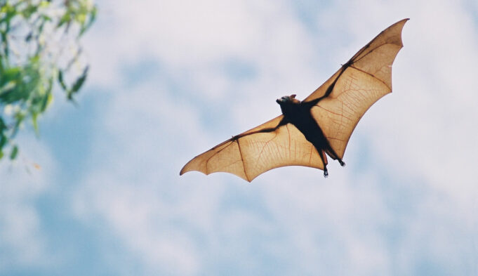 The Meaning of Seeing a Bat Really Isn’t So Scary