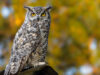 The Symbolic Meaning of Seeing an Owl