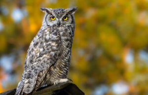 The Symbolic Meaning of Seeing an Owl