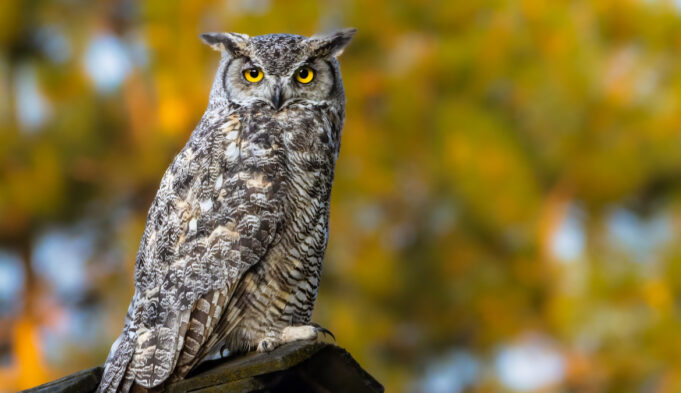 The Symbolic Meaning of Seeing an Owl