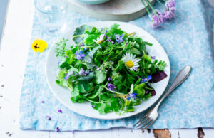 Why Gotu Kola Benefits Your Health and Longevity