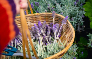 Lavender Benefits for Health, From a Dietitian