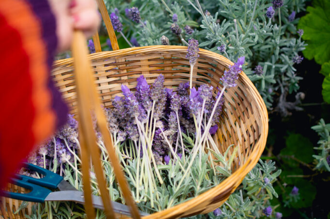 Lavender Benefits for Health, From a Dietitian