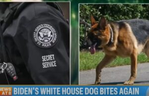 “Breach in Trust”: White House Dog Attacks Related to Joe Biden’s “Combustible” Relationship with Secret Service Agents: Report | The Gateway Pundit