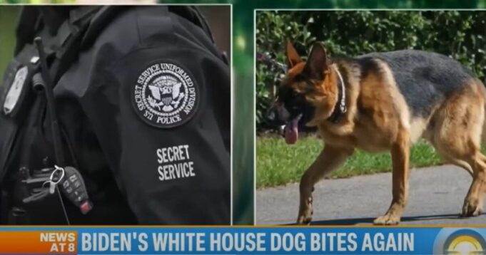 “Breach in Trust”: White House Dog Attacks Related to Joe Biden’s “Combustible” Relationship with Secret Service Agents: Report | The Gateway Pundit