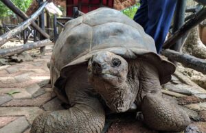 How to Visit Prison Island in Zanzibar