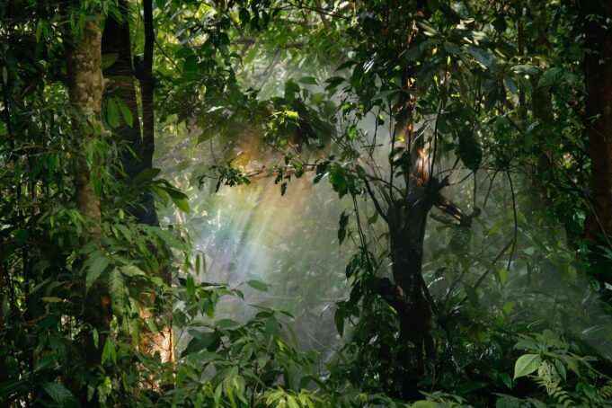 AI and audio used to track forest biodiversity