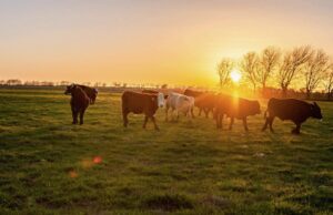 Why Shelf-Stable Beef Could Be an Extremely Valuable Commodity in the Near Future | The Gateway Pundit