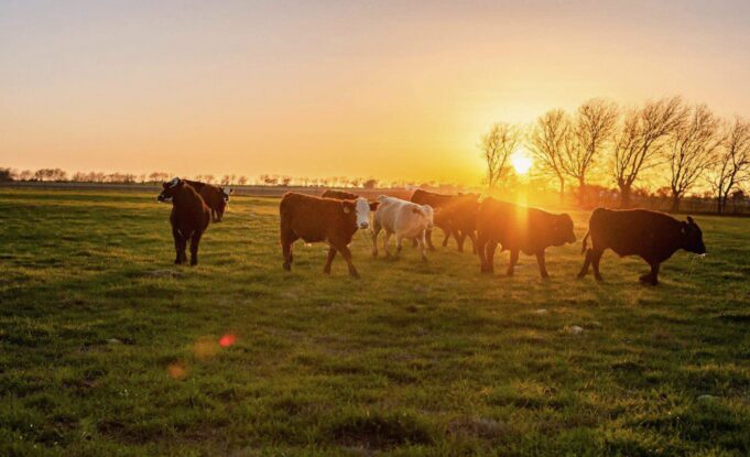 Why Shelf-Stable Beef Could Be an Extremely Valuable Commodity in the Near Future | The Gateway Pundit