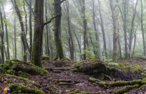 Hiking on the Mullerthal Trail in Luxembourg
