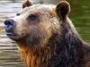 Residents of Washington State Blast Biden Administration Plan to Release Grizzly Bears Near Their Communities | The Gateway Pundit