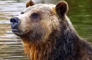 Residents of Washington State Blast Biden Administration Plan to Release Grizzly Bears Near Their Communities | The Gateway Pundit