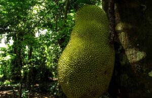 How to Visit a Spice Farm in Zanzibar, Tanzania