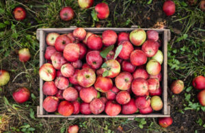 5 Apple Storage Tips To Ensure Your Fruit Stays Fresh