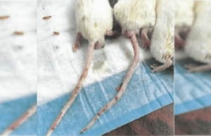 UPDATE: Secret China-Linked Bio-Lab in California Was Holding Deadly Viruses, Including Refrigerators Full of Ebola, COVID, Herpes, HIV and E. Coli and Hundreds of Mice Engineered to Carry COVID Virus (VIDEO) | The Gateway Pundit