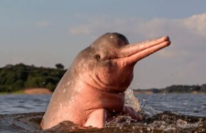 Where to See Pink Dolphins in the Amazon