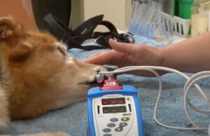 Mysterious Fatal Respiratory Illness Sickens Dogs Across The US, Vets Are Puzzled | The Gateway Pundit