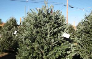 Bidenomics: Price of Christmas Trees Up 10 Percent This Year – Americans Feel Strain on Gift Budget | The Gateway Pundit