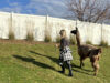 A Llama Walk Reduced My Stress and Anxiety