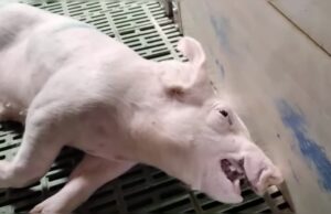 UK Detects First Human Case of H1N2, Scrambles to Find Contacts of Person Infected | The Gateway Pundit