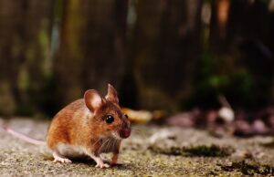 Scientists invent VR goggles for mice for a fully immersive experience