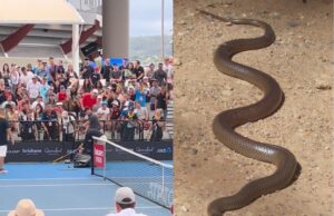 Extremely Venomous Eastern Brown Snake Shuts Down Play at Australian Tournament – Slithers onto Court Near Ballkids During Match | The Gateway Pundit