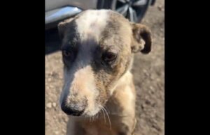 THE OTHER BORDER CRISIS: Thousands of Dogs Are Being Abandoned at the Southern Border | The Gateway Pundit