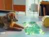 Samsung Ballie robot returns as an AI projector, smart home controller and dog monitor