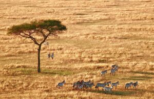 10 Things to Know About Serengeti National Park