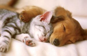 Colorado Democrat Introduces ‘Pet Tax’ for All Animals and It’s Worse Than You Think | The Gateway Pundit