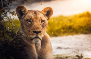 Best Time to Visit Serengeti National Park