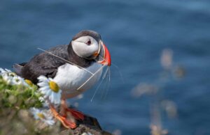 Discover a Little Bit of Everything on a British Isles Cruise