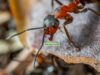 Real ants in my PC? — the answer is yes