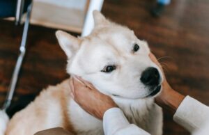 Master “Stroke” developer earns over £250k for games made in minutes